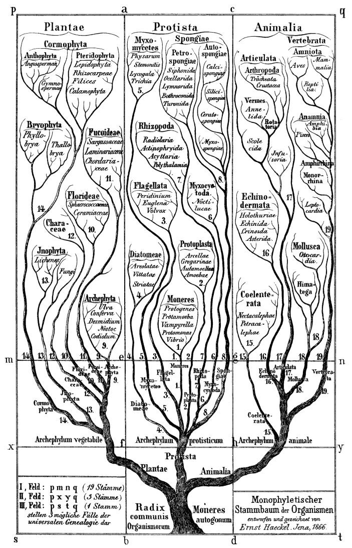 2018_gao/haeckel.webp